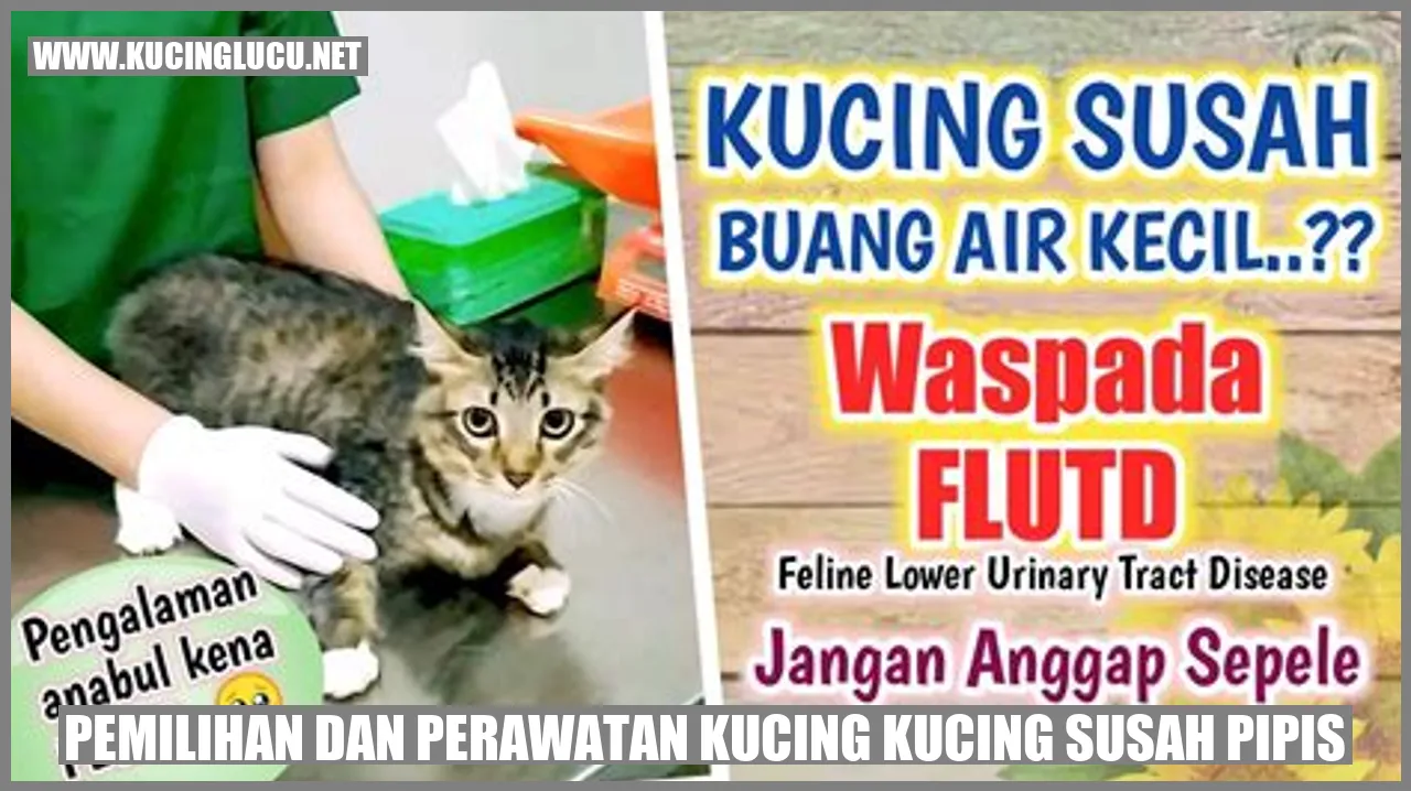 Kucing susah pipis