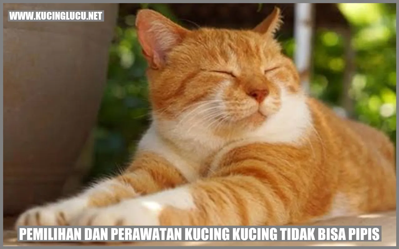 Gambar kucing yang menggemaskan