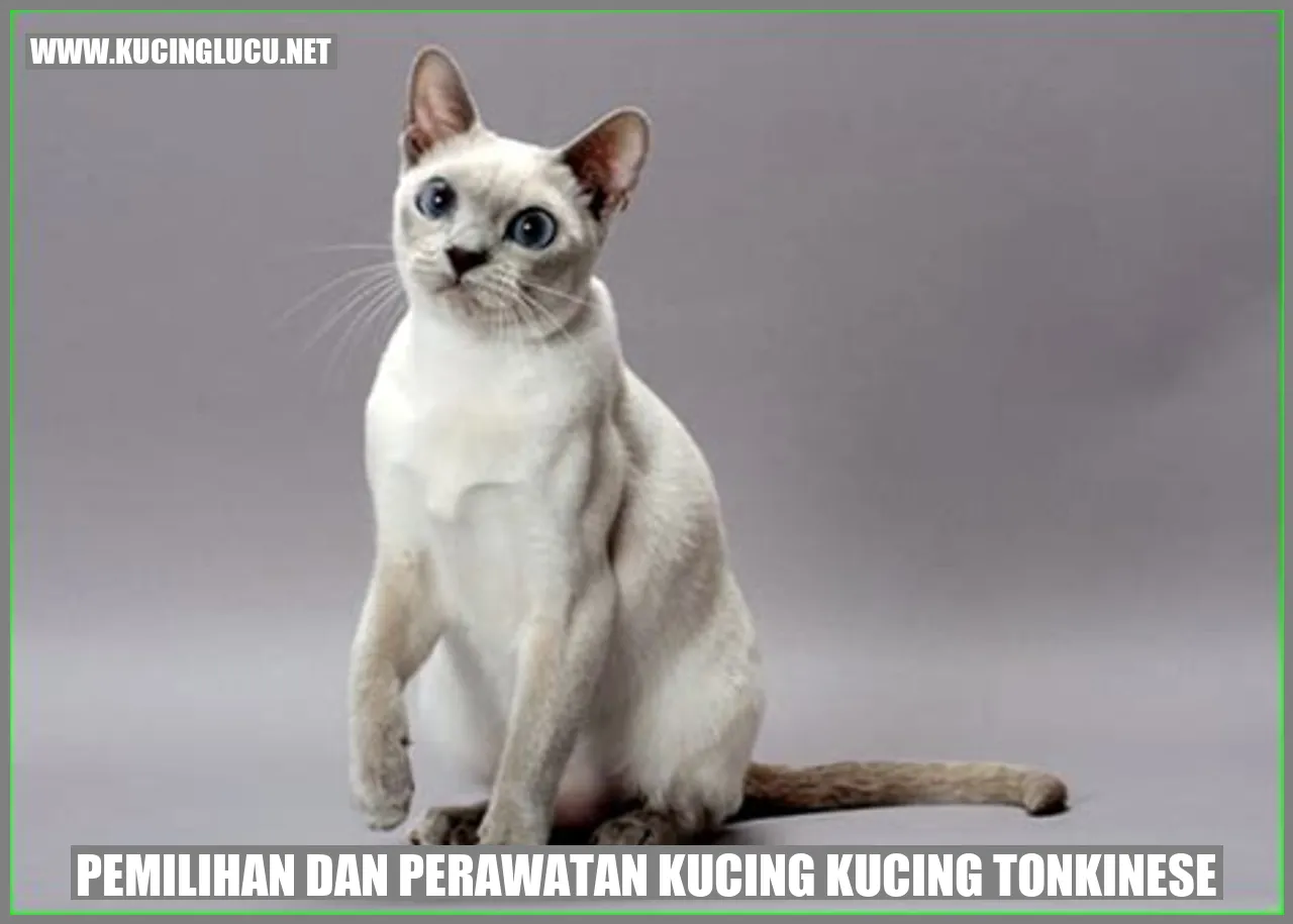 Kucing Tonkinese