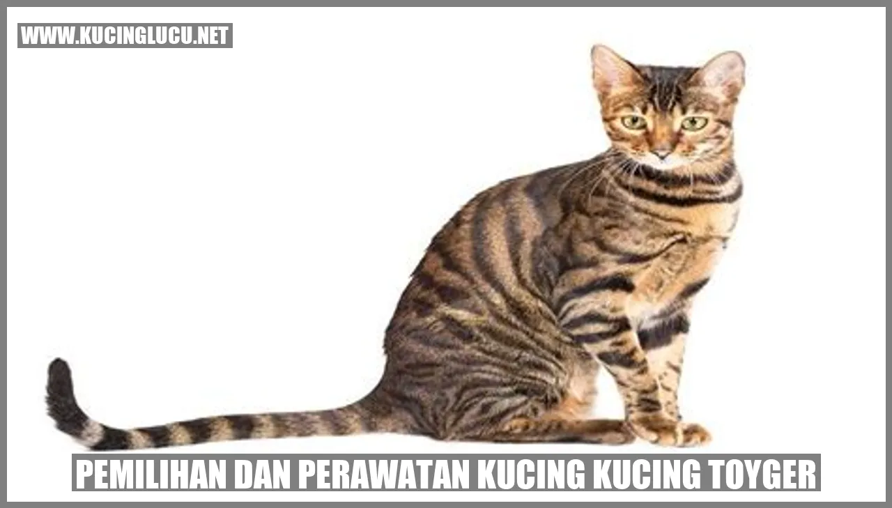 Gambar Kucing Toyger