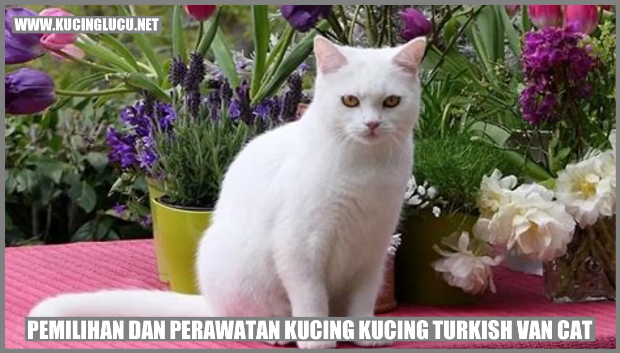 Kucing Turkish Van Cat