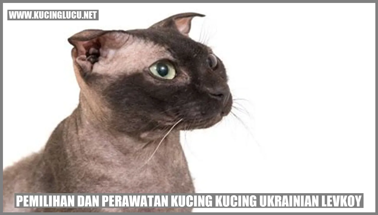 Kucing Ukrainian Levkoy