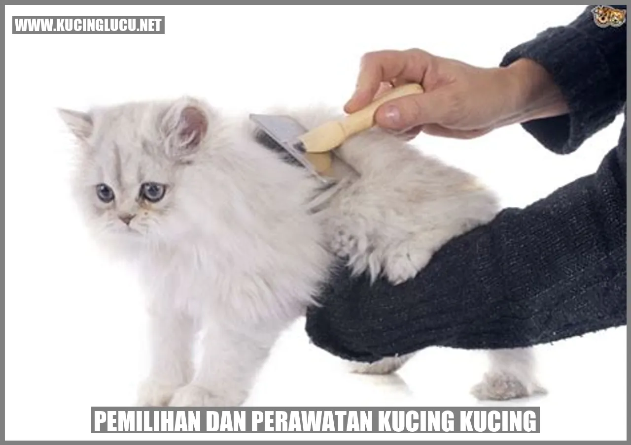 gambar kucing