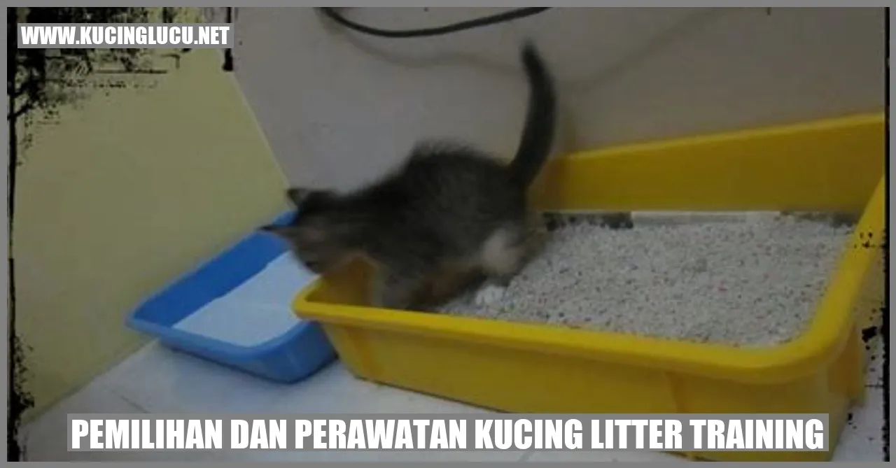 gambar kucing menggunakan kotak kotoran