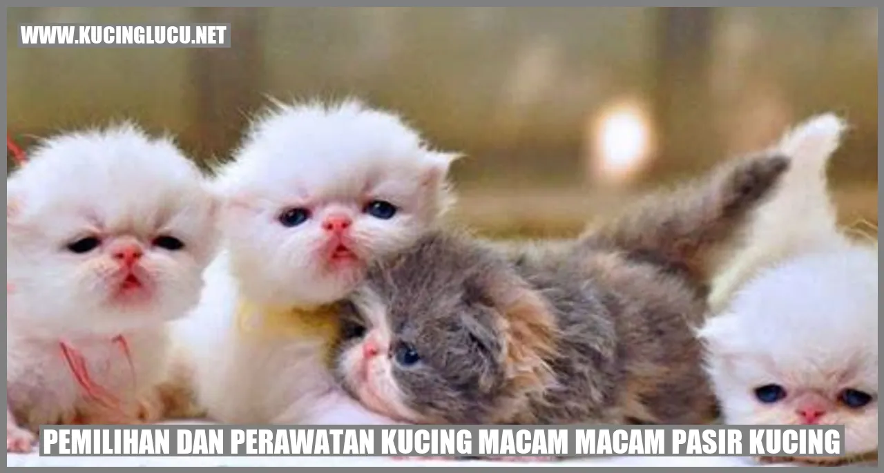 Pasir Kucing
