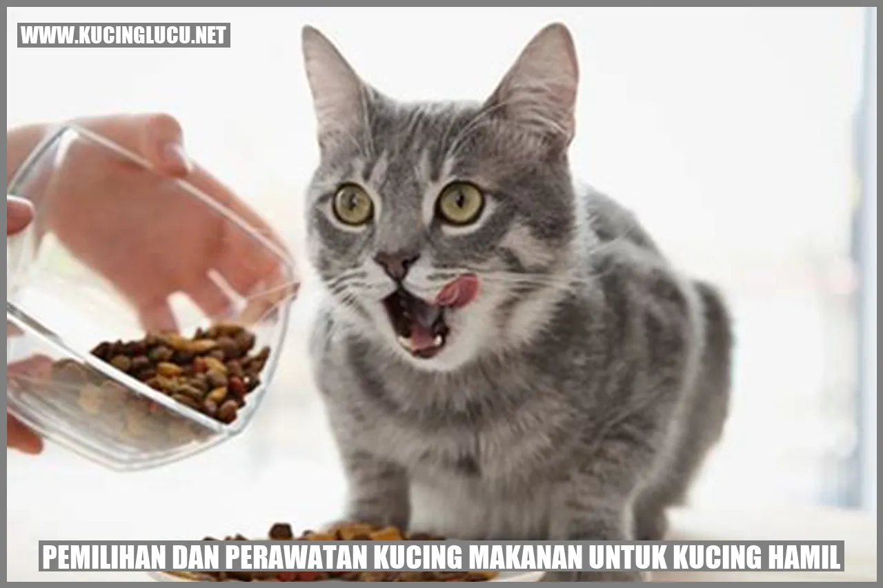 Gambar Kucing Hamil