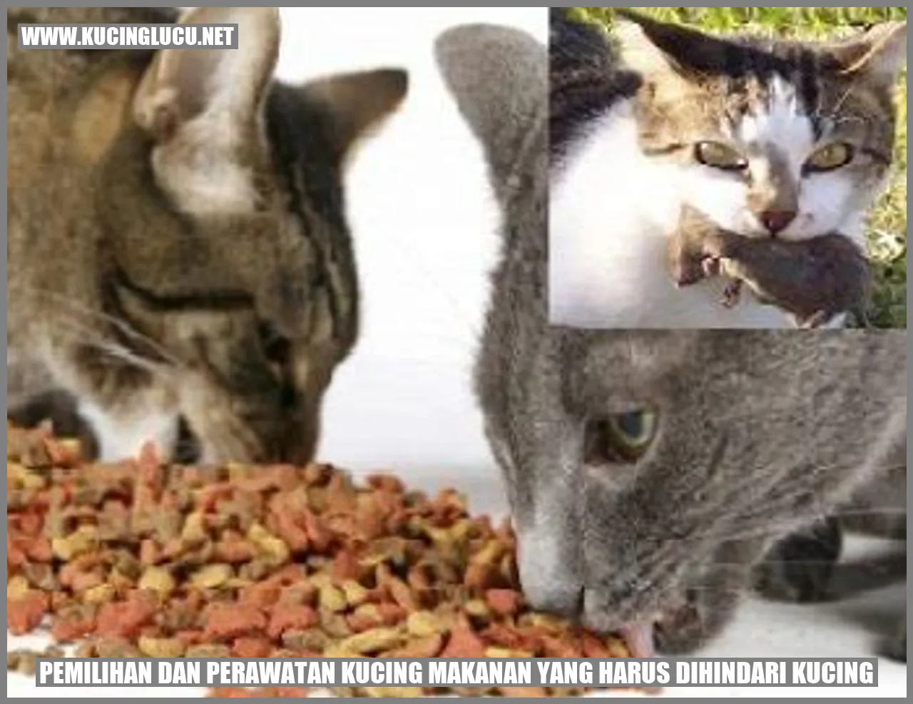 Pemilihan dan Perawatan Kucing