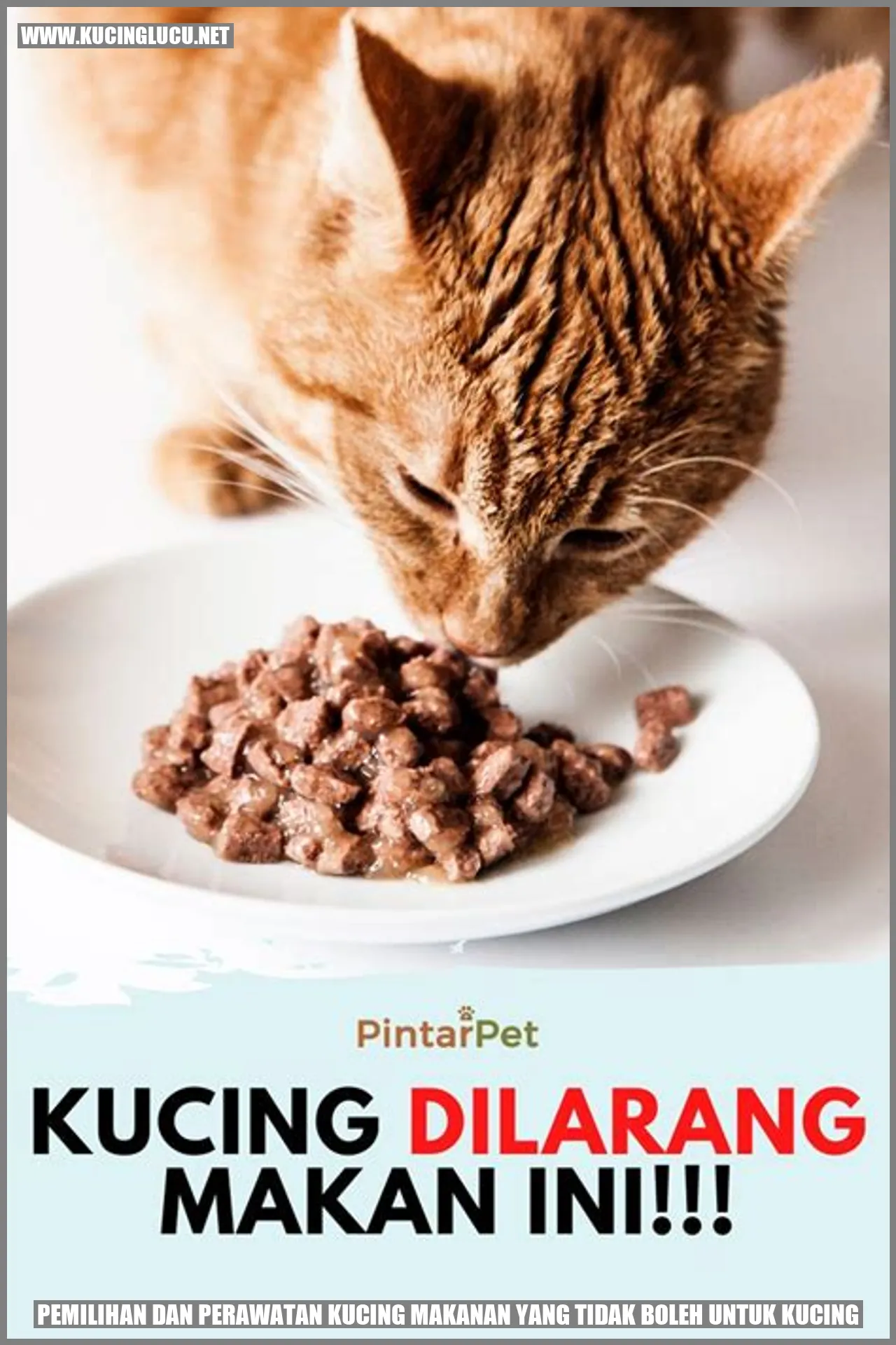 Gambar Kucing