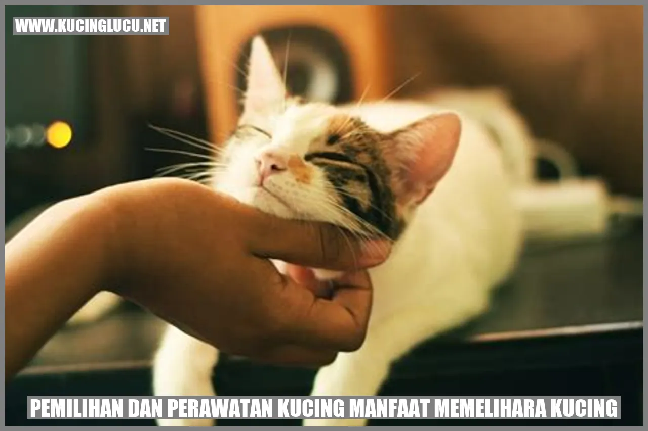 Kucing Lucu