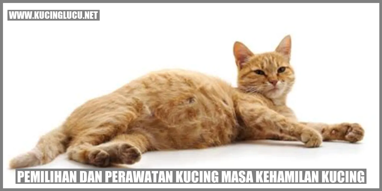 foto kucing sedang hamil