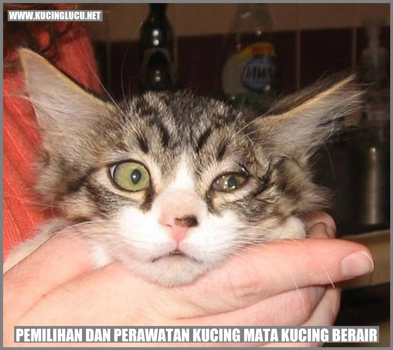 Gambar Kucing dengan Mata Berair