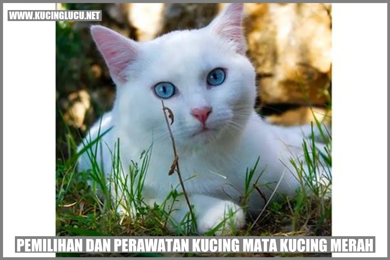 Gambar Kucing Mata Merah