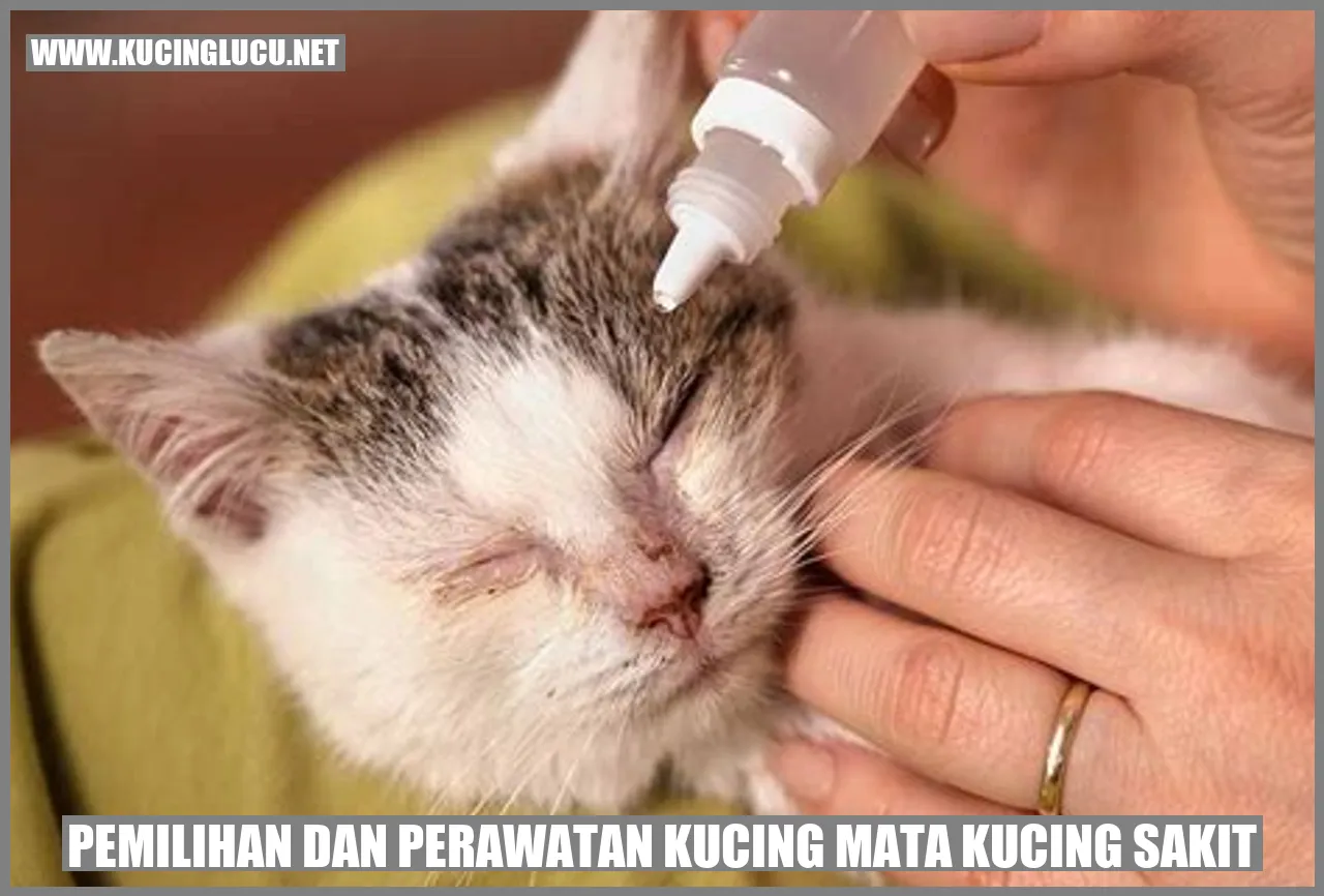 A cute sleeping cat