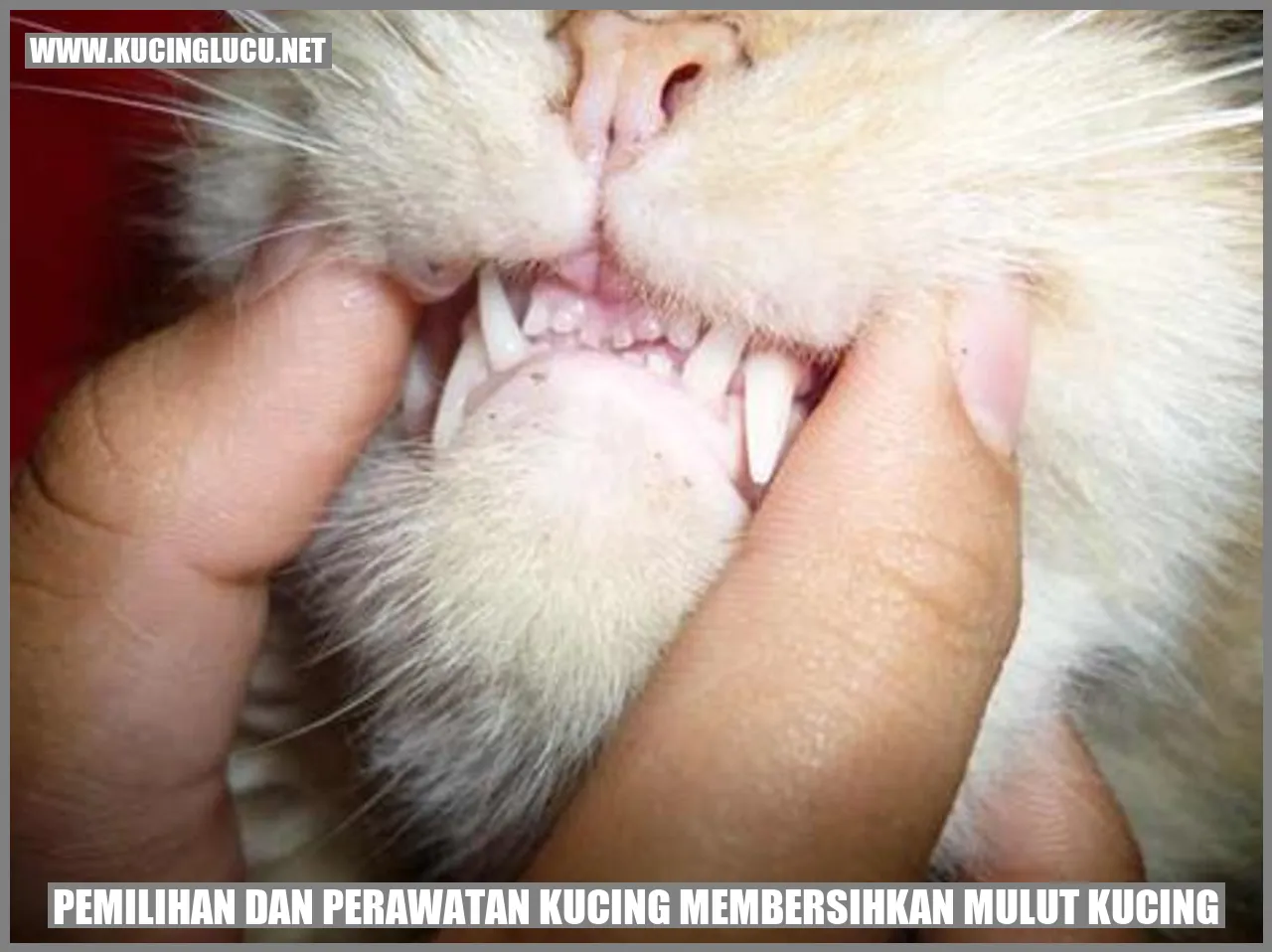 Pemilihan dan Perawatan Kucing Membersihkan Mulut Kucing