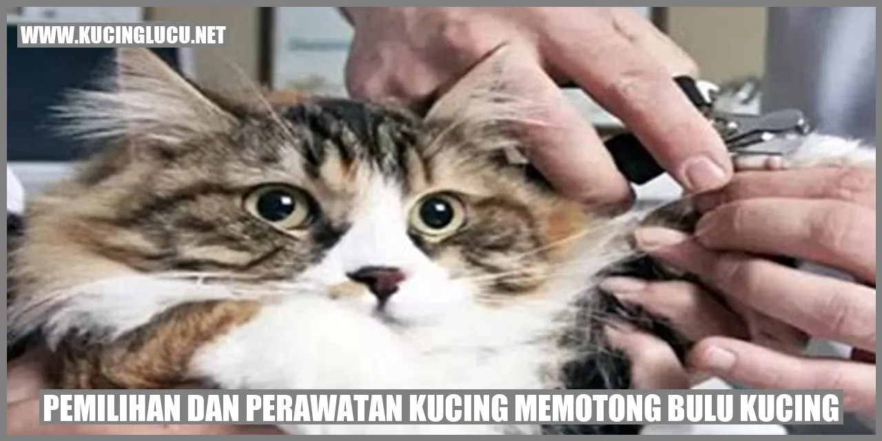Gambar Kucing yang tengah dipotong bulu