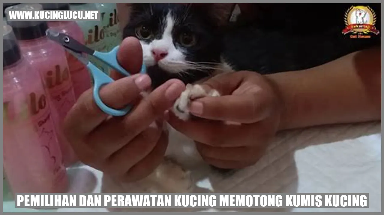 Pentingnya Memilih dan Merawat Kucing dengan Memotong Kumisnya