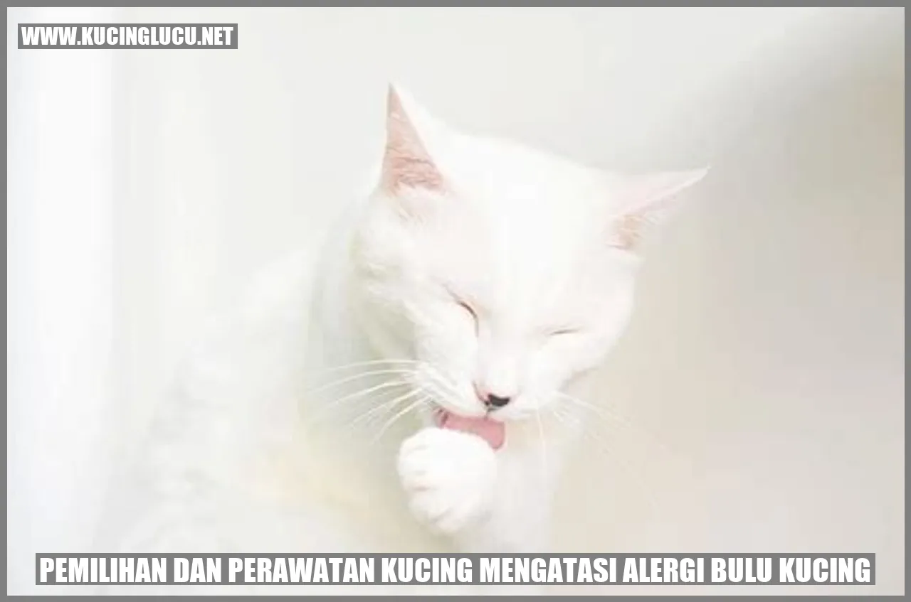 Kucing Mengatasi Alergi Bulu Kucing