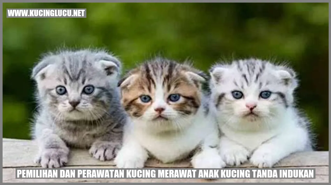 Gambar Kucing