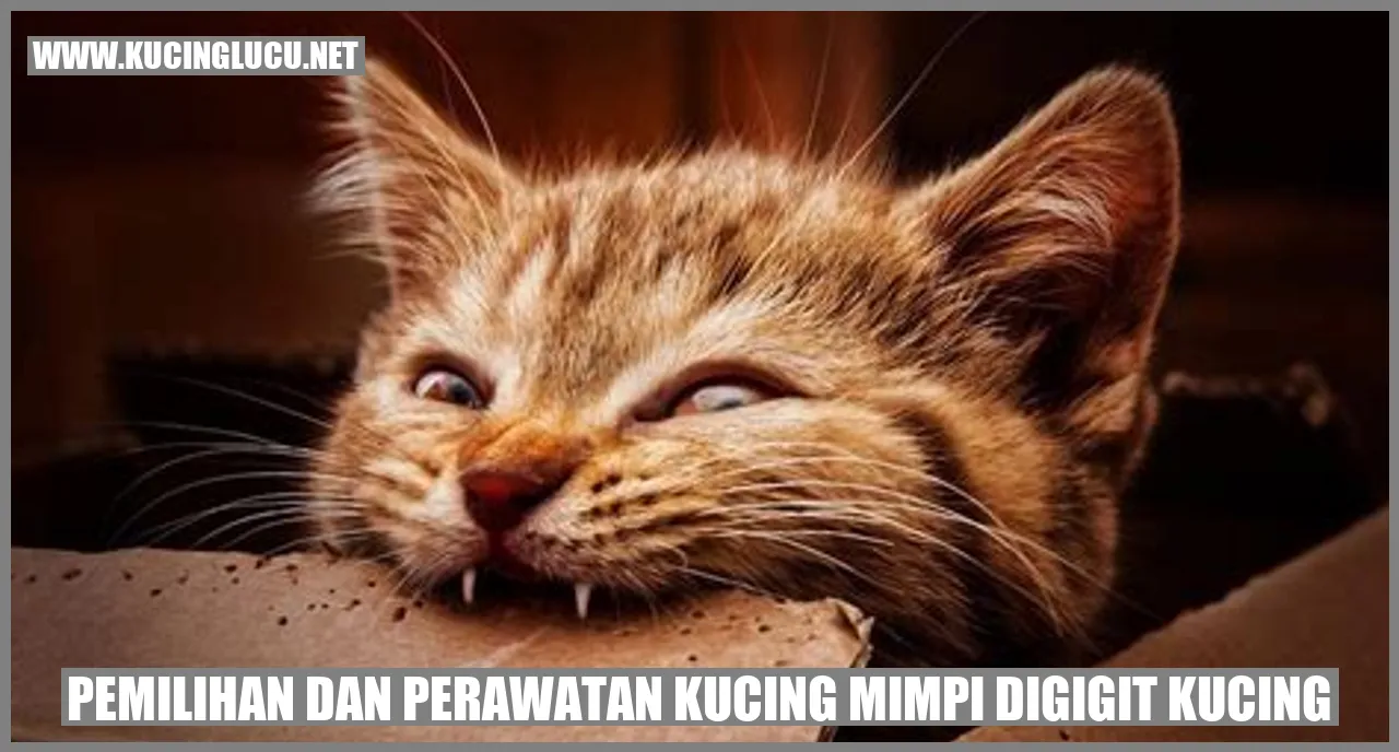 Kucing lucu