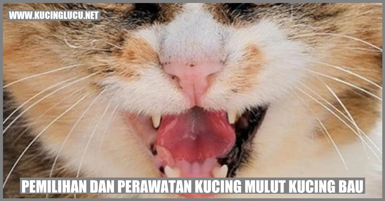 kucing mulut bau