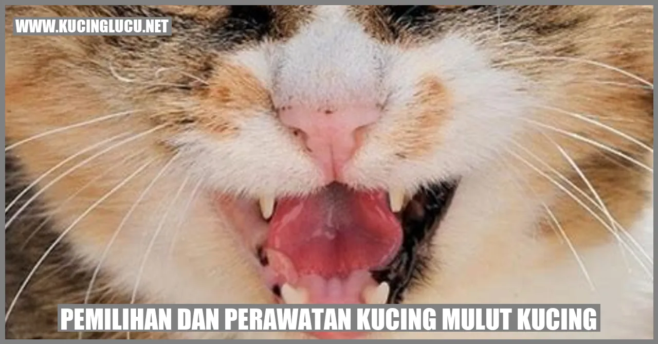 Gambar Kucing Mulut Kucing