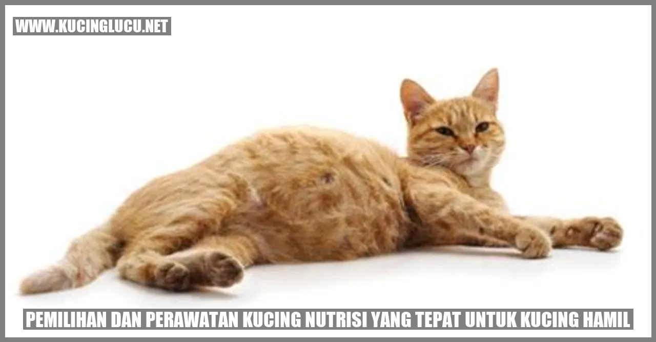Kucing hamil