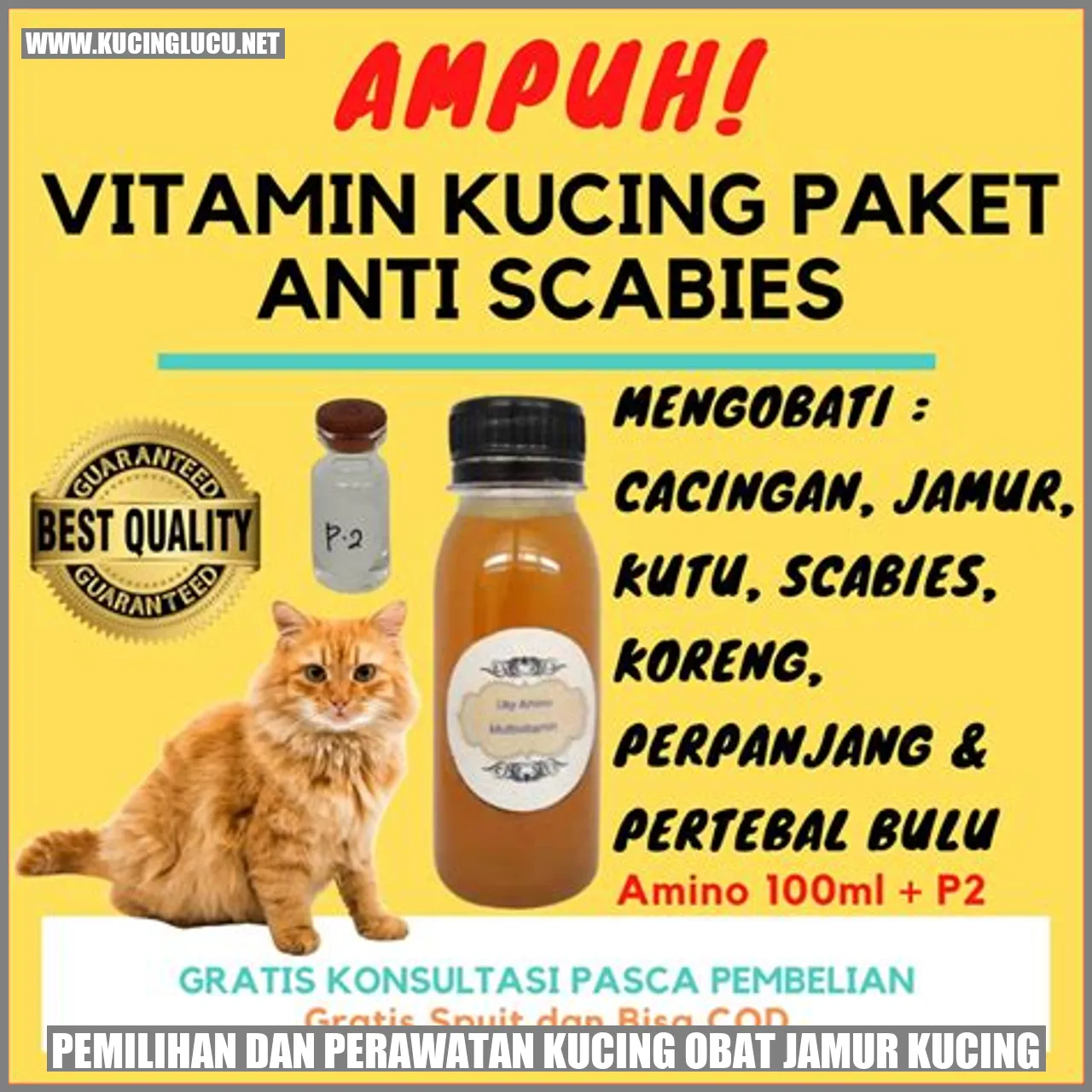 Kucing obat jamur kucing