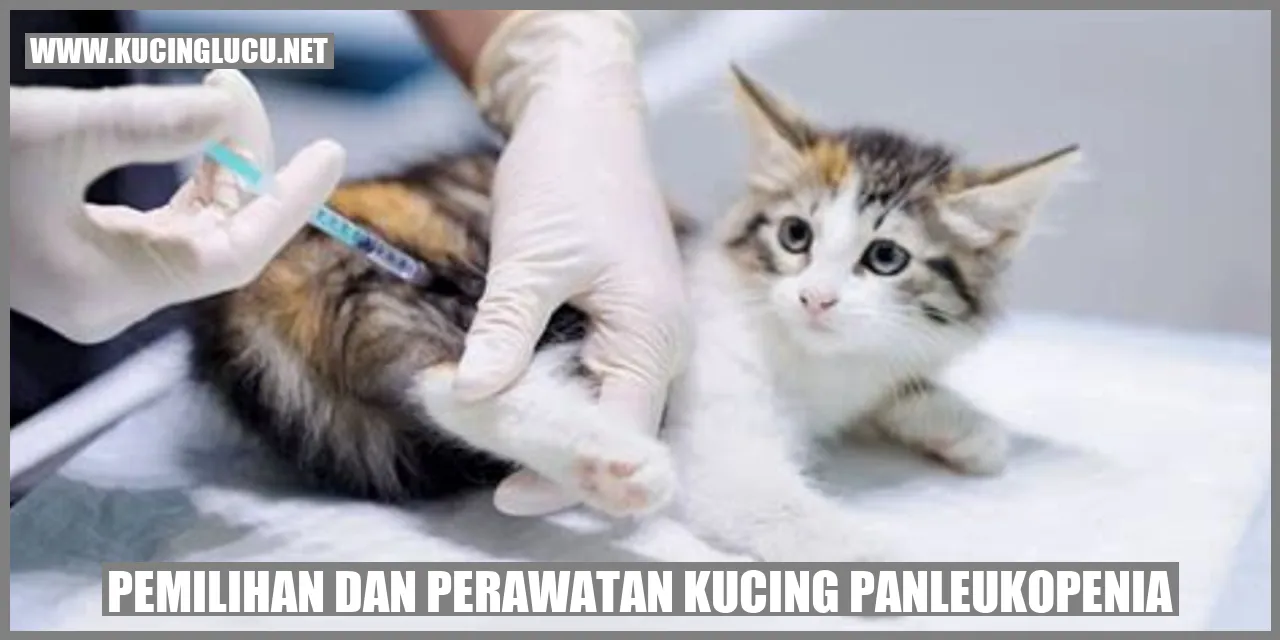 Kucing panleukopenia
