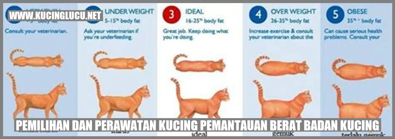Kucing Sehat
