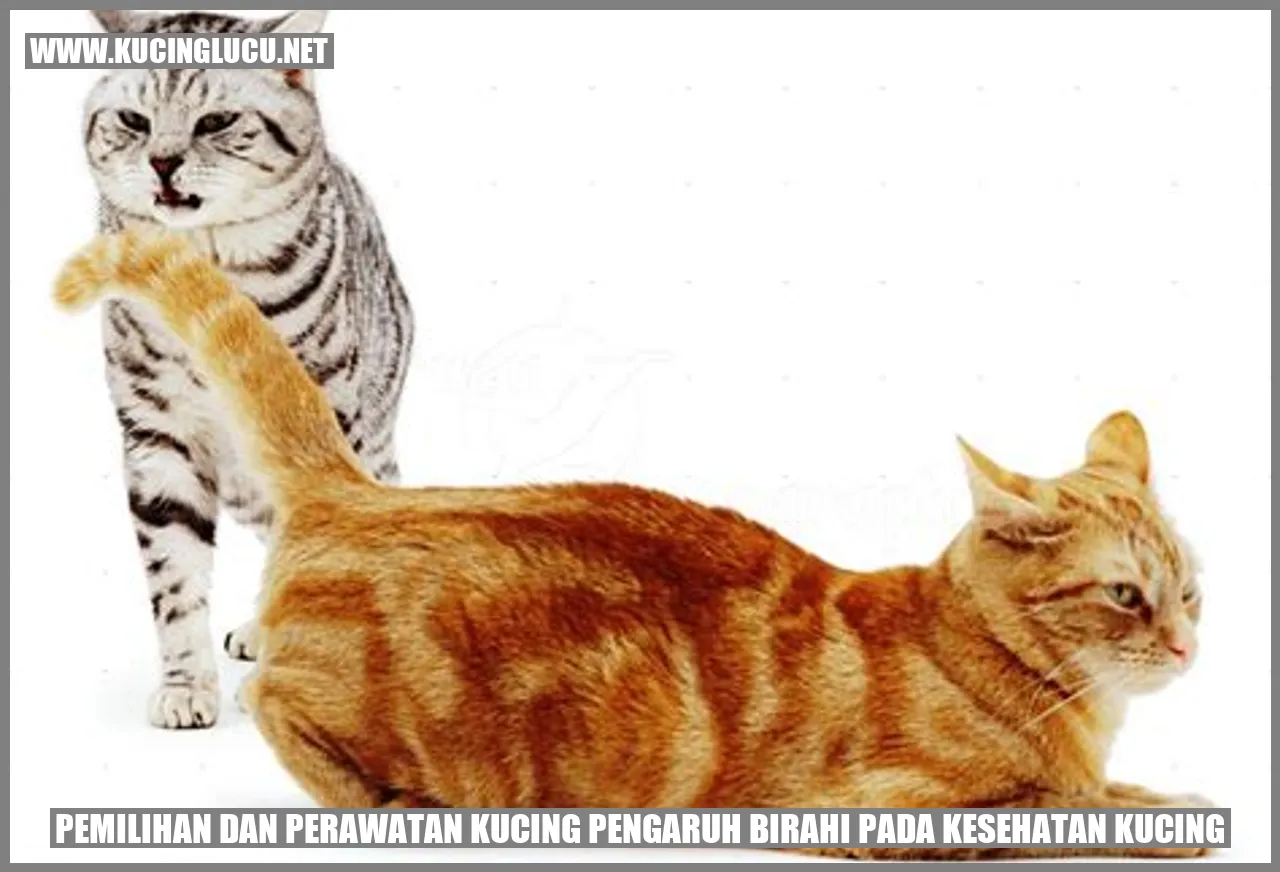 Pemilihan dan Perawatan Kucing pengaruh birahi pada kesehatan kucing