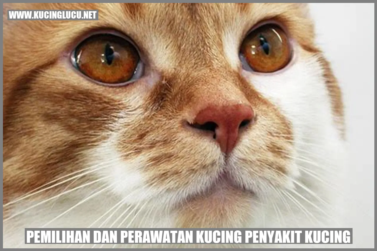 Gambar Kucing