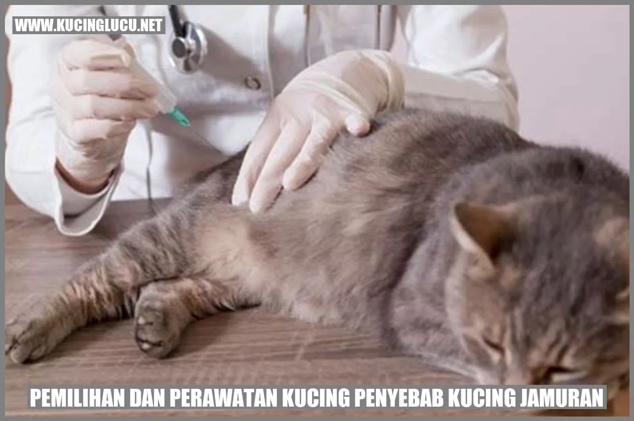 Gambar Kucing