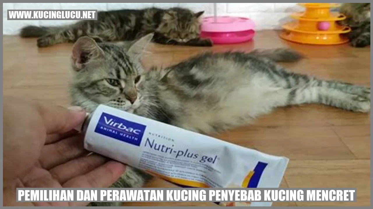 Kucing sehat