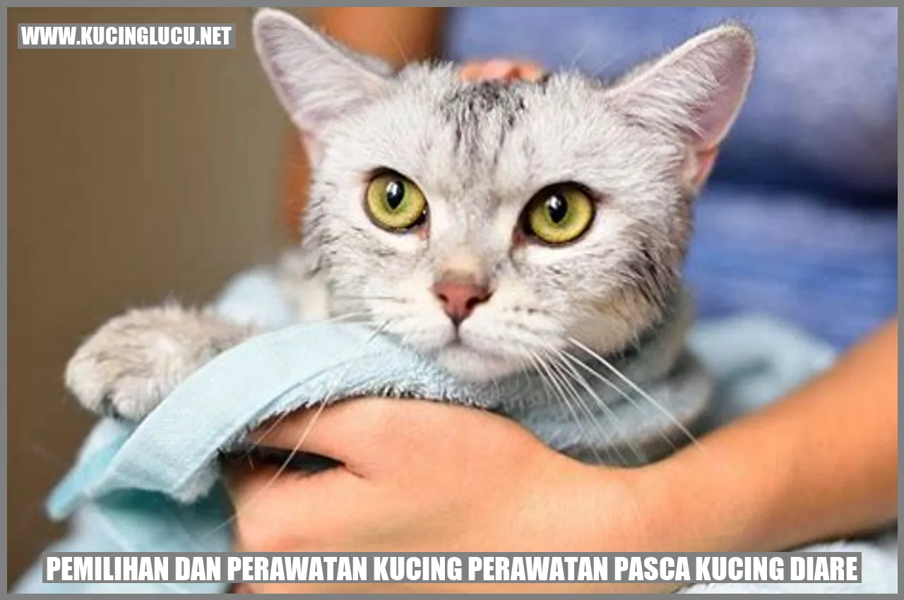 Pemilihan dan Perawatan Kucing perawatan pasca kucing diare