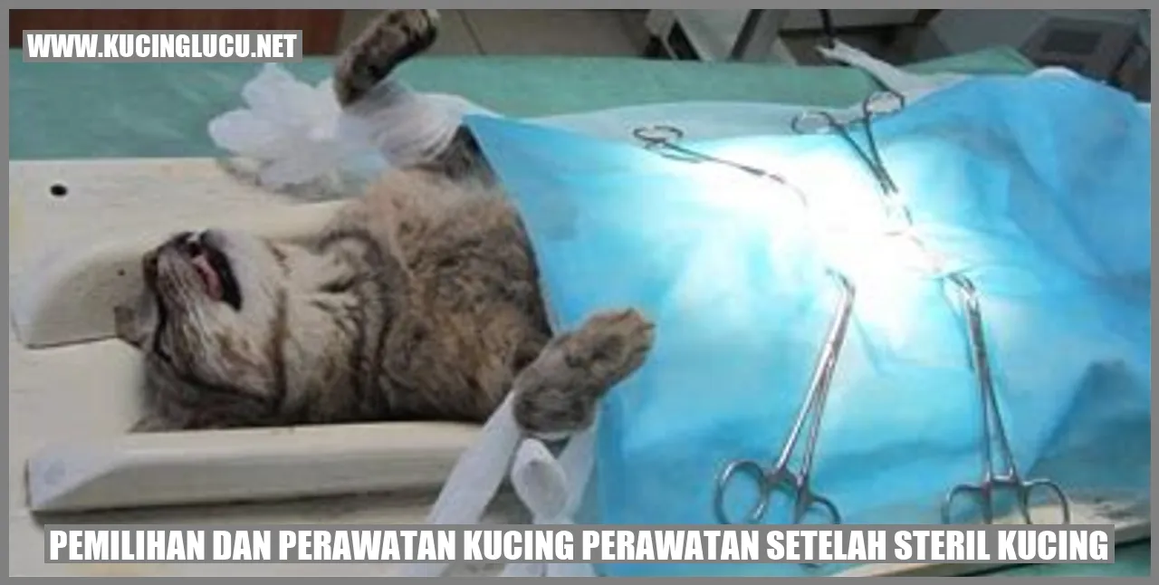 Perawatan kucing setelah sterilisasi