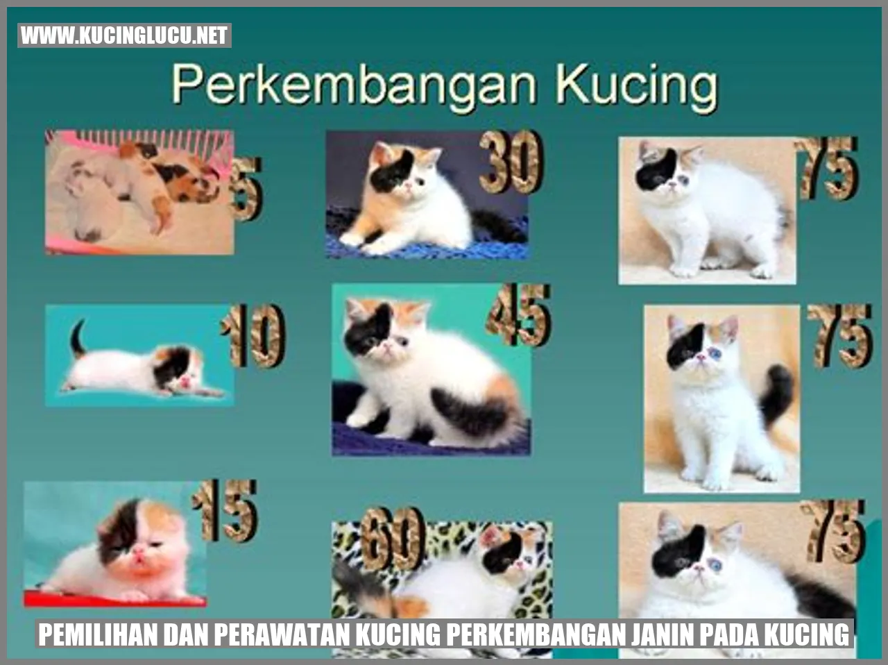 Kucing Perkembangan Janin