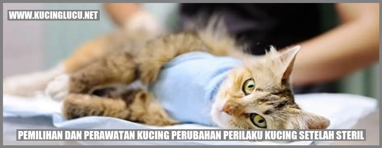 kucing steril