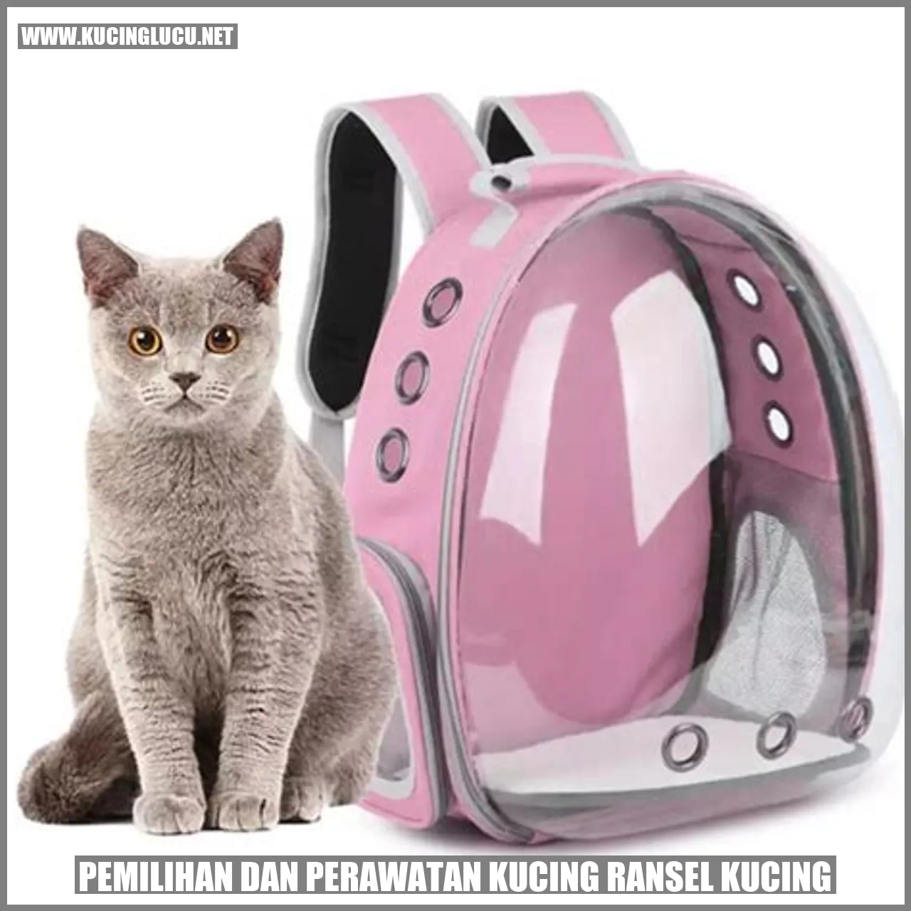 Gambar Kucing Ransel