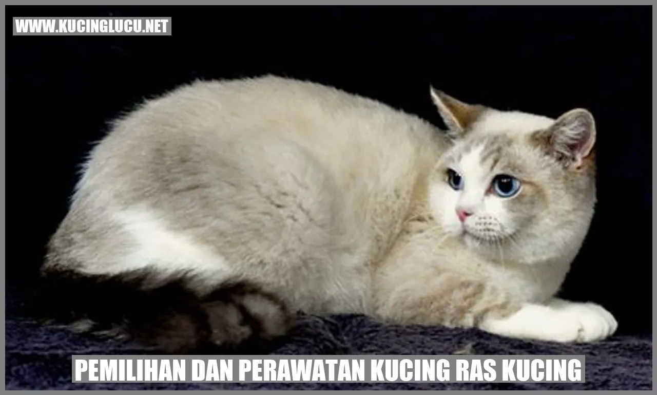 Gambar Kucing Ras