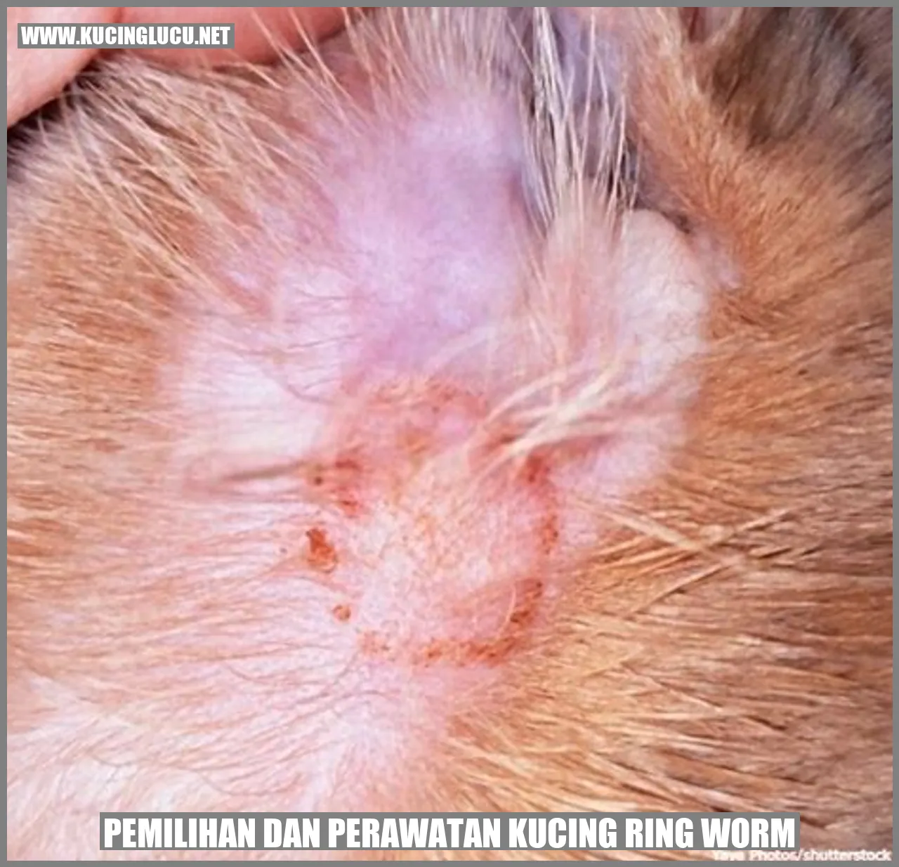 Kucing Ringworm