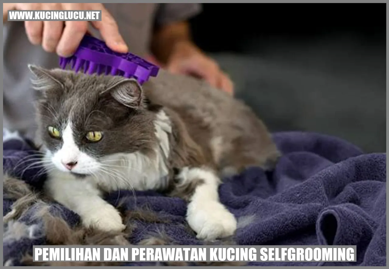 kucing selfgrooming dalam foto