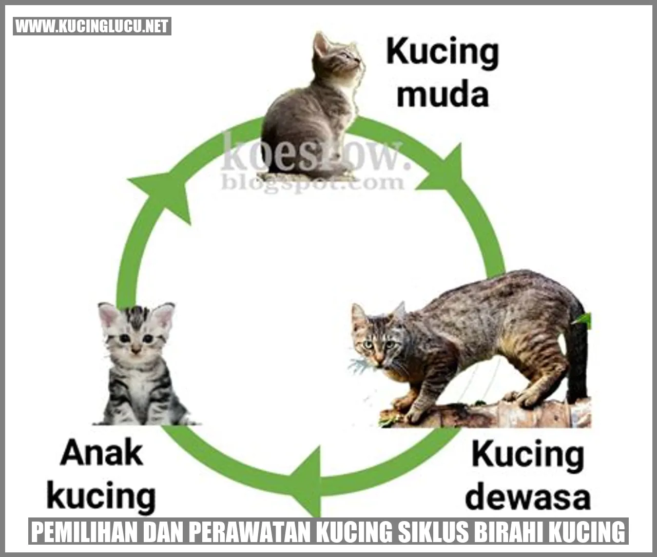 Gambar kucing yang menggemaskan