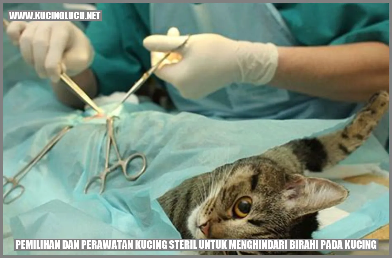Kucing steril
