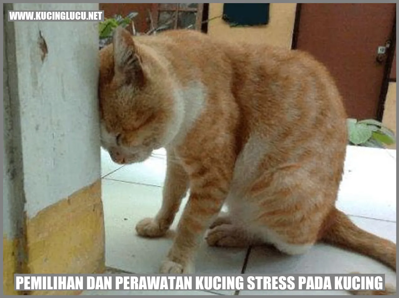Kucing yang stres