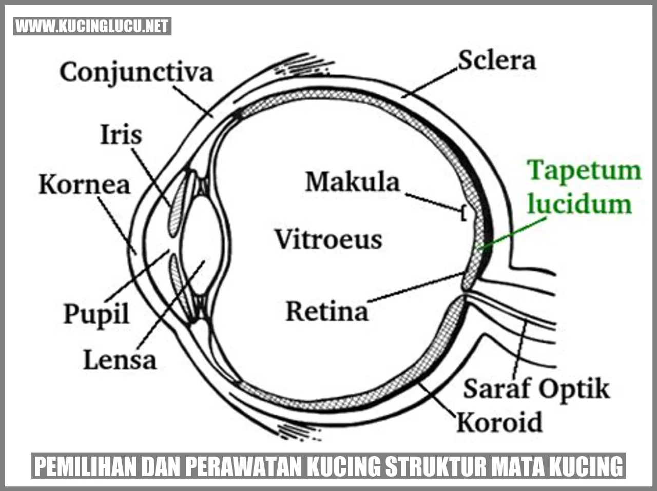 Ilustrasi Mata Kucing