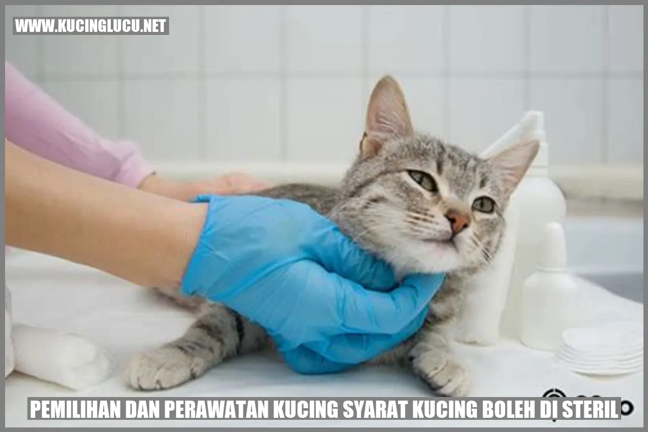 gambar kucing sterilisasi