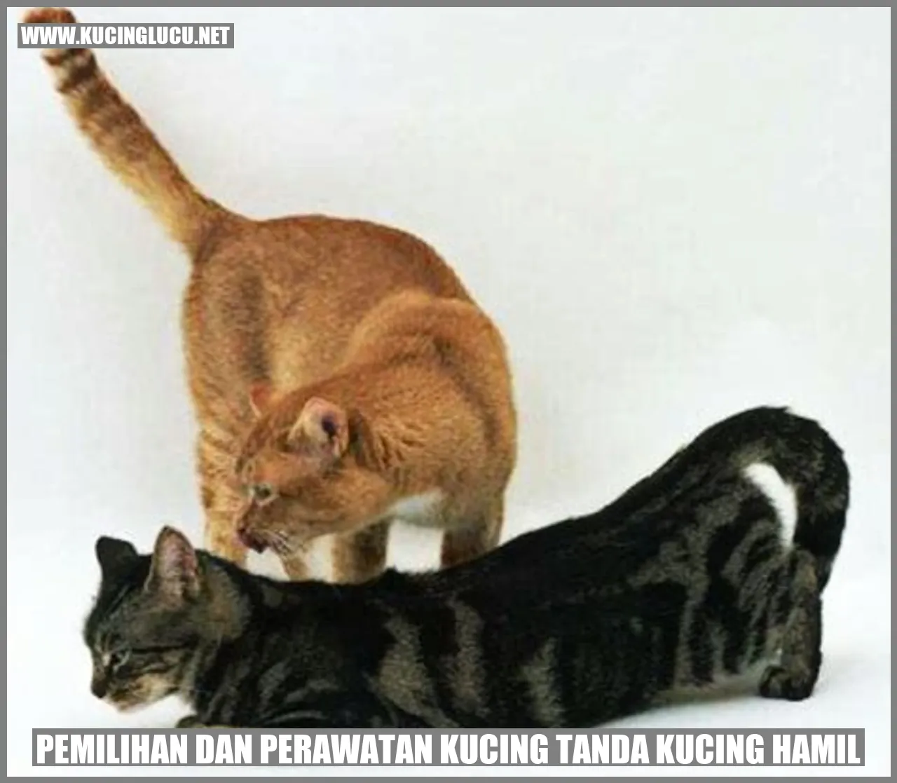 Kucing hamil
