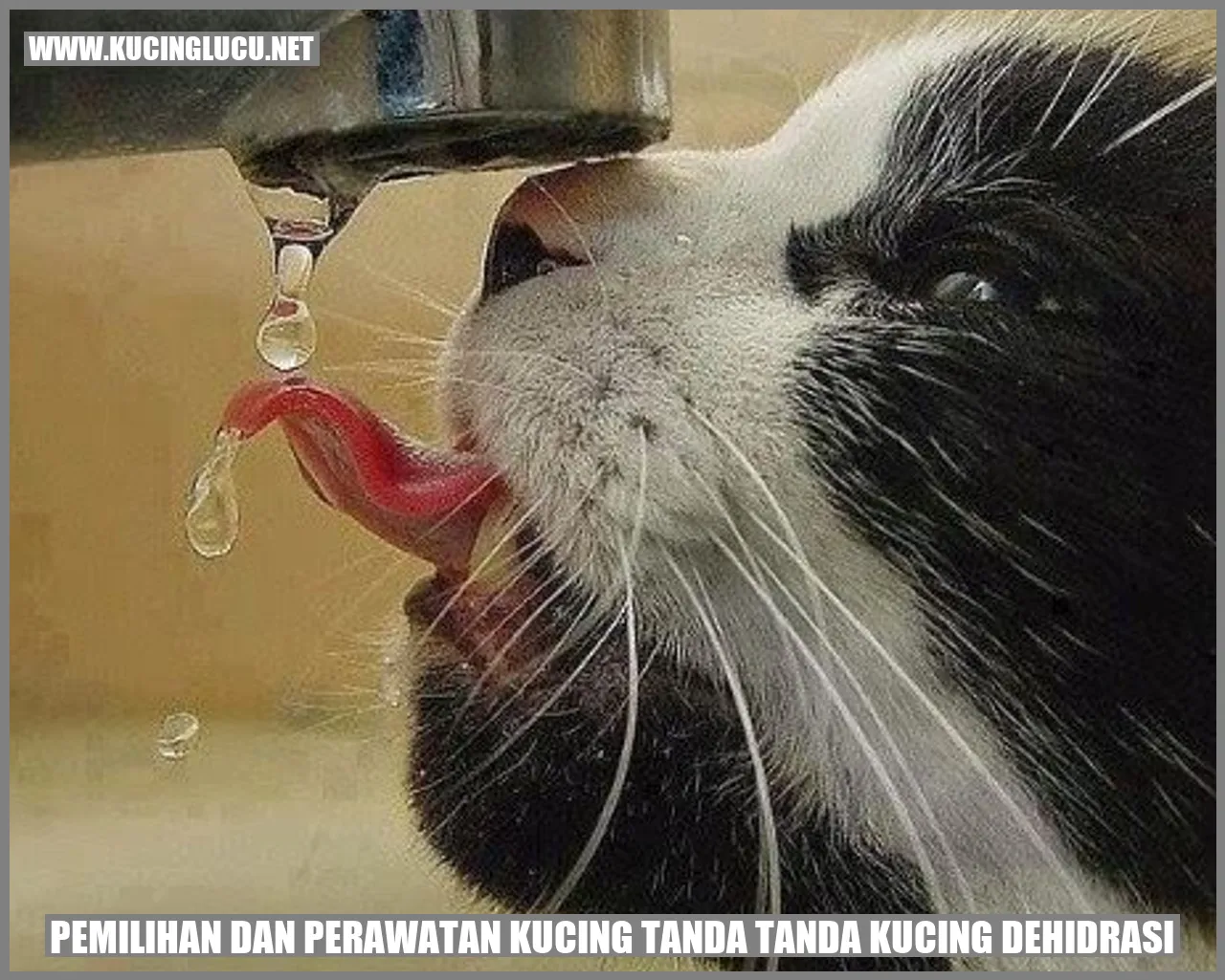 Kucing Dehidrasi