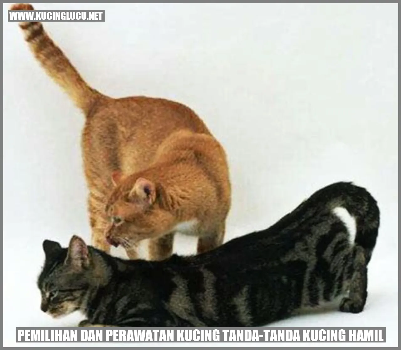 Gambar Kucing