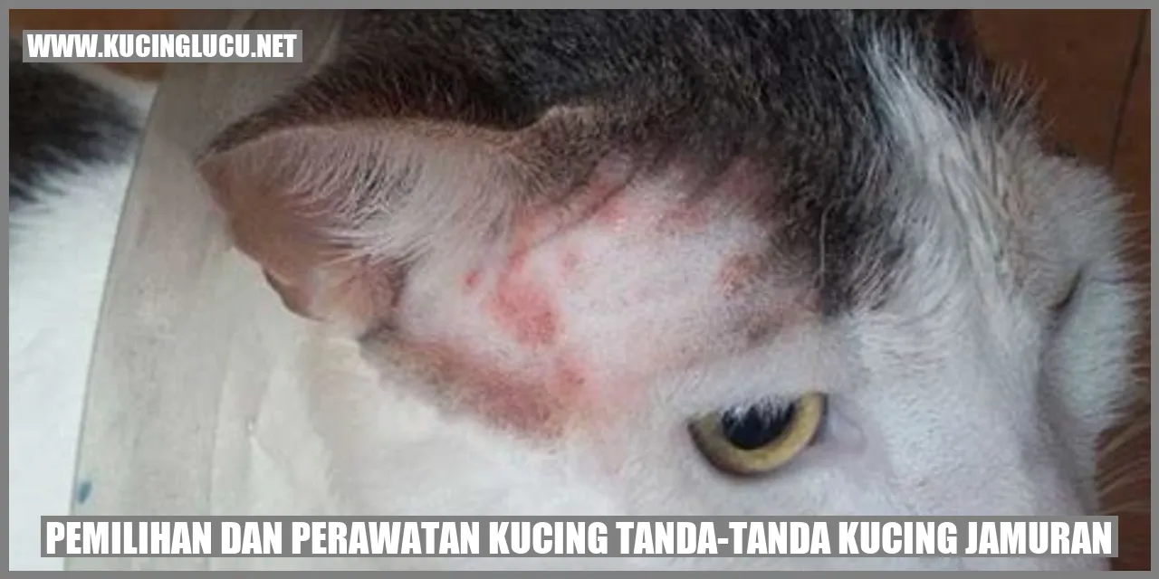 Kucing Jamuran